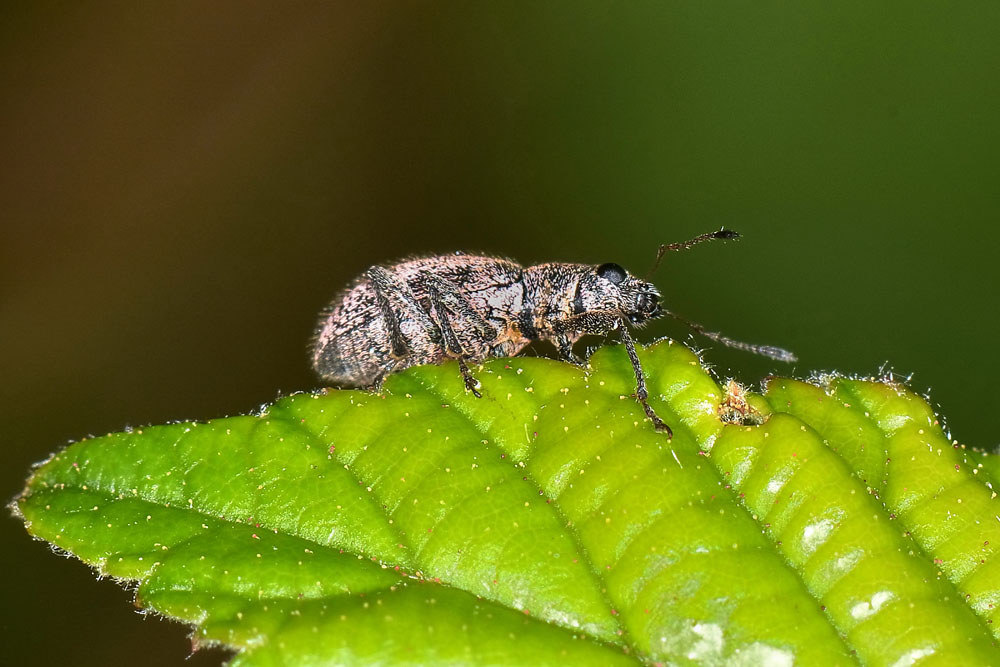Polydrusus inustus